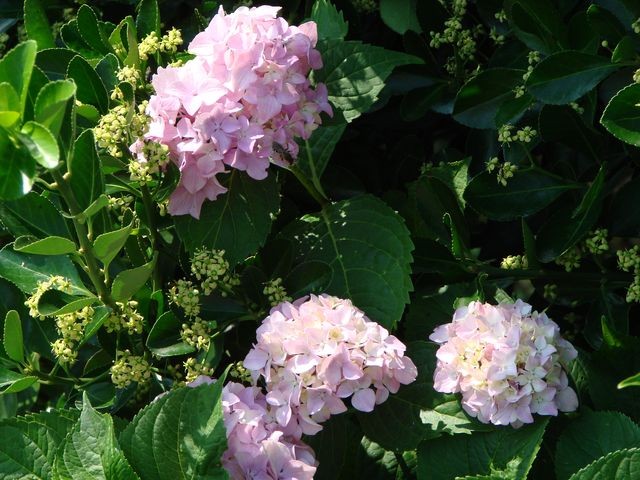 hortenzija roza